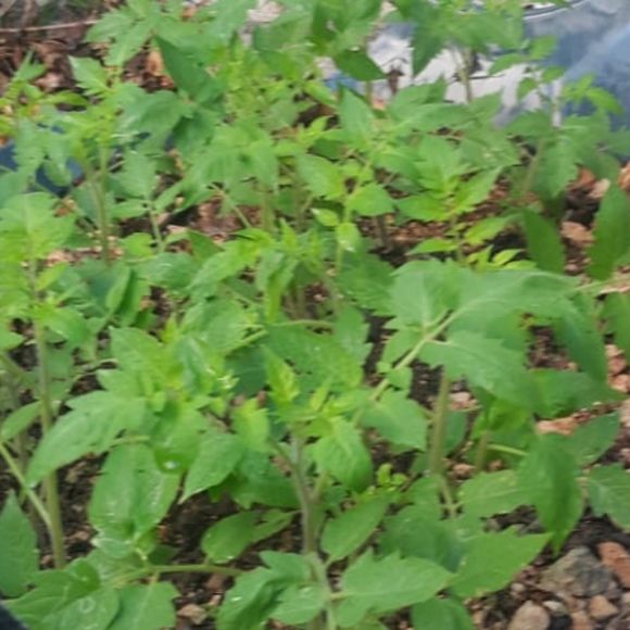 Meet your Posher, Qamar - Picture 3 of 3